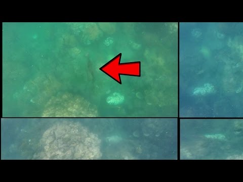 Rare, insanely fast predator attack in a coral reef in Thailand