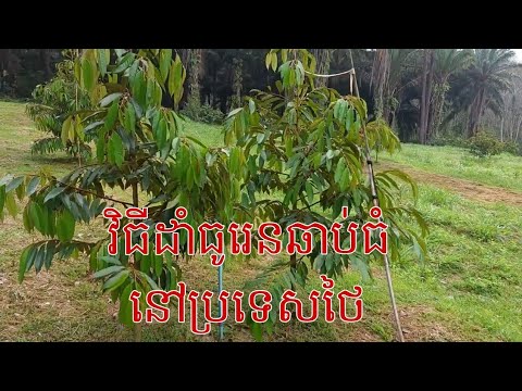 How to grow durian fast in Thailand#វិធីដាំធូរេនឆាប់ធំនៅប្រទេសថៃ
