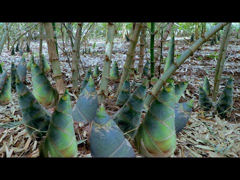 How to Grow Bamboo to Harvest Fast Bamboo Shoots – Easy and Effective – Agriculture Technology