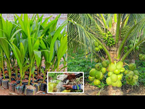 How to Grow Coconut Tree fast harvest in 3 years – Growing Coconut Tree From Seed – Coconut Farming