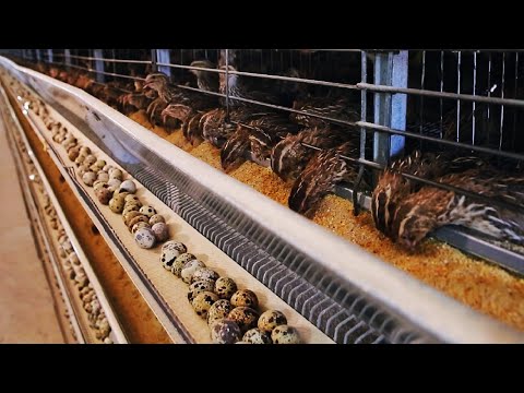 How Quail Farm Make Million Eggs and Meat – Inside Modern Quail Farm – Quail Meat Processing