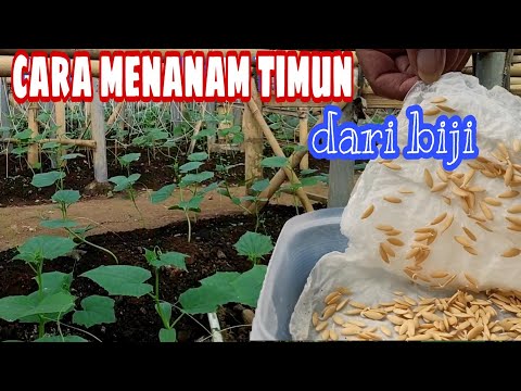 Cara menanam mentimun dari biji tanam benih langsung