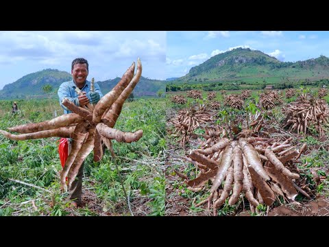 How to Grow Cassava to Fast Harvesting and Most Yield – Easy and Effective – Agriculture Technology