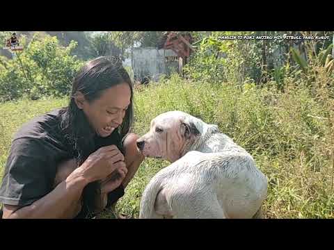 MANDIIN ANJING MIX PITBULL YANG KURUS LAMA GA MANDI BADANNYA UDAH BAU BANGET !!!!