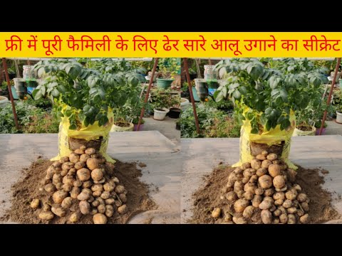 how to fast grow organic potatoes in usless plastic bag and big harvesting