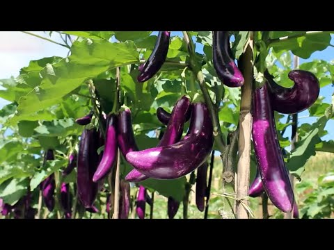 Cara Menanam TERONG Ungu Agar Berbuah Lebat dan Panen Melimpah – How to Plant Eggplants