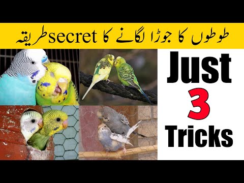 Budgies ki fast pairing ki tips | budgies ka joda kaise lagaen | budgies pairing secret trick