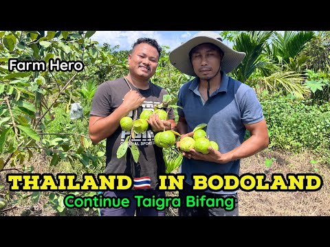 Thailand 🇹🇭 ni Pitai Bodoland ao Continuous Pitai Taigra