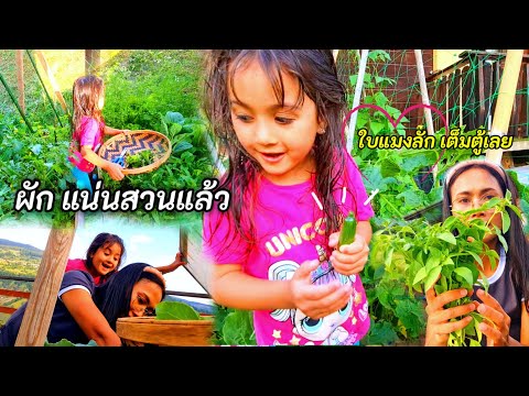 บุกสวนครัวหลังบ้าน ปลูกผักไทยไว้กิน ตอนนี้ได้เก็บแล้ว…