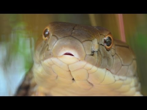 King Cobra Attack – Very Fast Cobra Attack 🇹🇭Thailand VLOG | ThailandSnakesCom