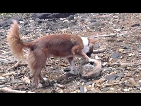 Poki Loves him some old rancid Coconut